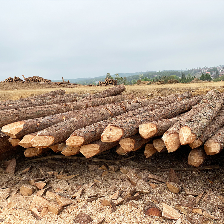 松木樁能用多少年?