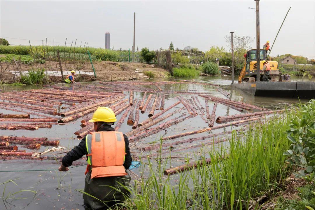 改善水環境!徐行122條段村級河道用木樁對河岸進行加固整治