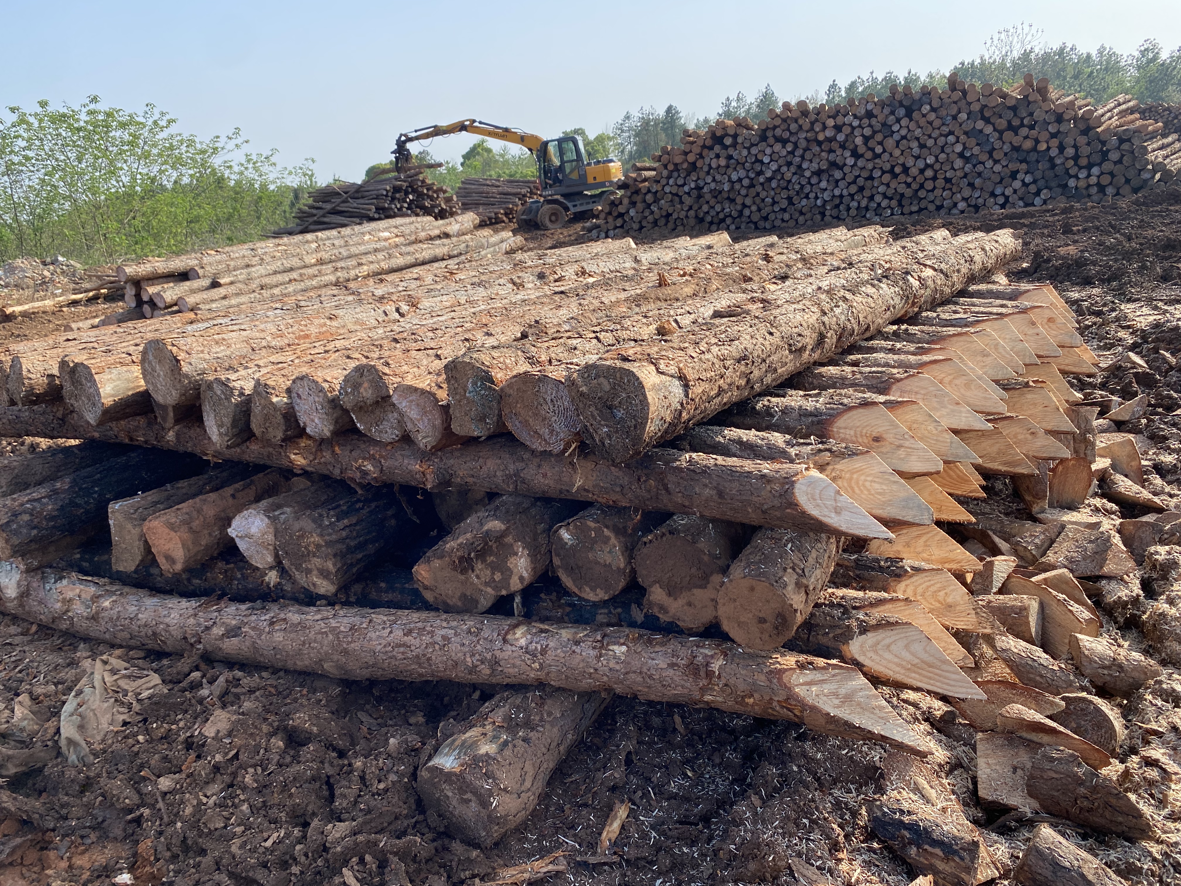 揭開松木的奧秘!松木最全介紹